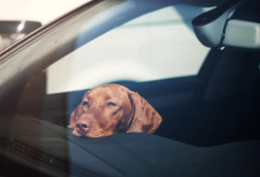 Why You Shouldn’t Leave Pets In Cars, Especially In Warm Weather